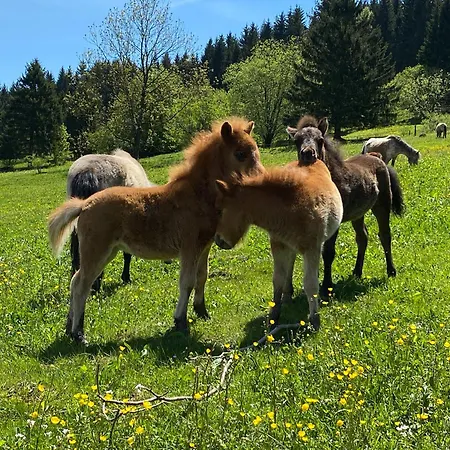 Tannenblick 2-2 3-4